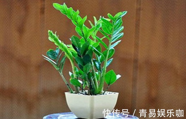 家喻户晓的绿植金钱树,盆栽期间该注意哪些细节?