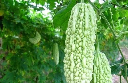 防暑|苦瓜可以和此物一起搭配,头发变黑了,也不脱发了,谁吃谁受益!
