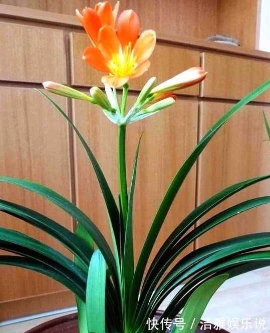 发财树|家养的花不要轻易送人，尤其此4种，寓意好又养人，有钱人都在养