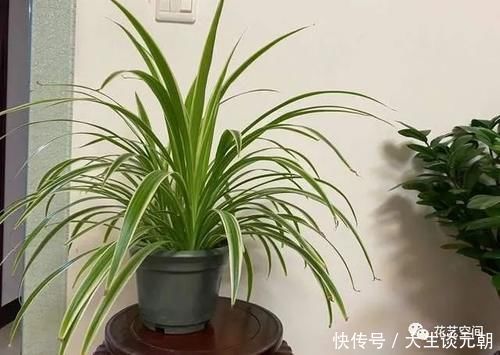 叶片|王大妈养吊兰,坚持用一种水,养出“瀑布吊兰”,一年繁殖几十盆