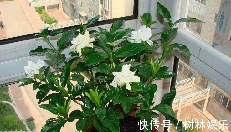 花友|花盆土发硬,加上一碗水,轻松解决,土壤疏松肥力足