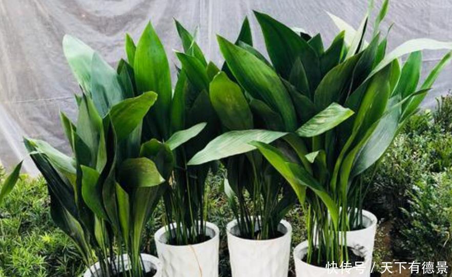 卫生间想养花?选这5种最靠谱,不仅生命力顽强,而且很耐阴!