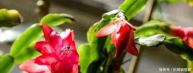 叶片|喂点“甜水”,蟹爪兰不烂根不黄叶,还开满盆花