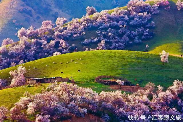 老年|在新疆伊犁杏花香雪里,等待杏花微雨中遇见你,从此一眼千年