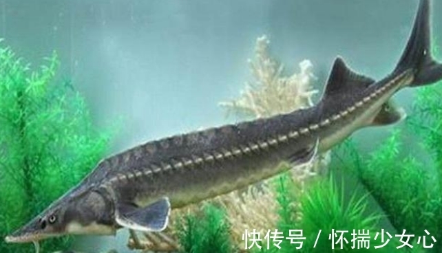 大鱼|长江鲟再一次出现,人们却不认识了,是谁造就了这样的悲哀?