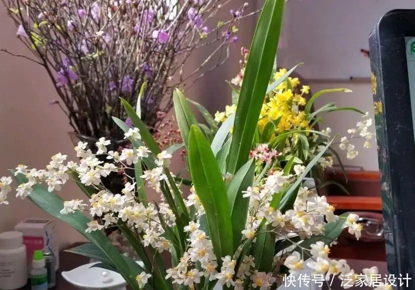 文心兰有点“怪”,多晒太阳容易“坏”,花朵鲜艳,君子兰不如它