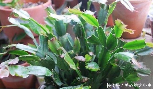 蟹爪兰花期过后叶片又薄又软,做好四点,新叶萌发快,秋凉再开花!