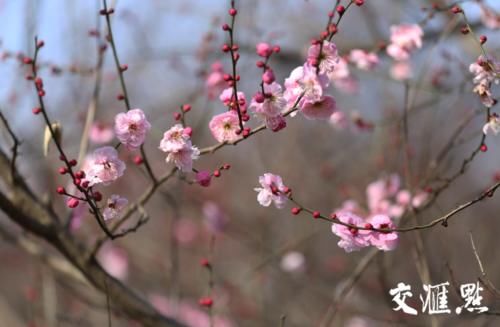 “立春”了 南京梅花山早梅花开朵朵