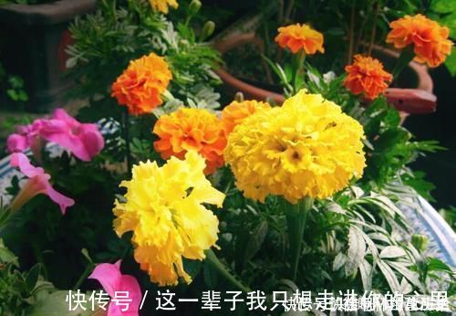 养花浇水,这几个错误别犯,不然养啥花都黄叶烂根,学会一生受用