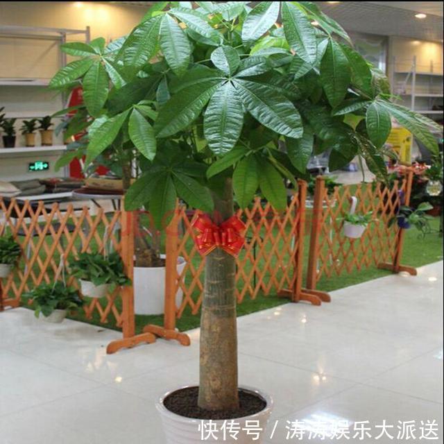 发黄|养发财树,做到这“2点”,嫩芽冒的多,开出花儿来,养好多年!