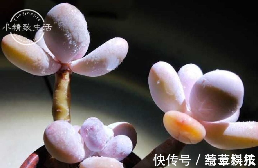 水桩|多肉老桩有真伪,3种“伪老桩”鉴别,揭开真面目,避免被忽悠