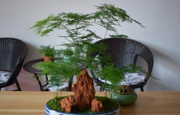 书房盆栽文竹,该如何管理养护注重5方面,枝叶翠绿又茂密