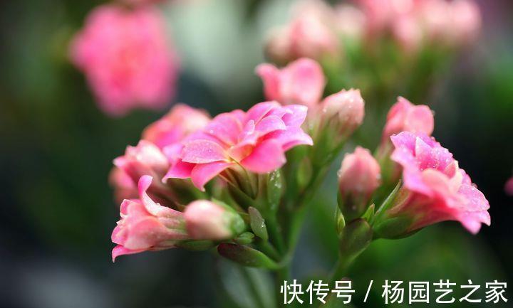 关键问题|长寿花夏季出现黑腐,解决3个关键问题,轻松度夏,入秋长势更好