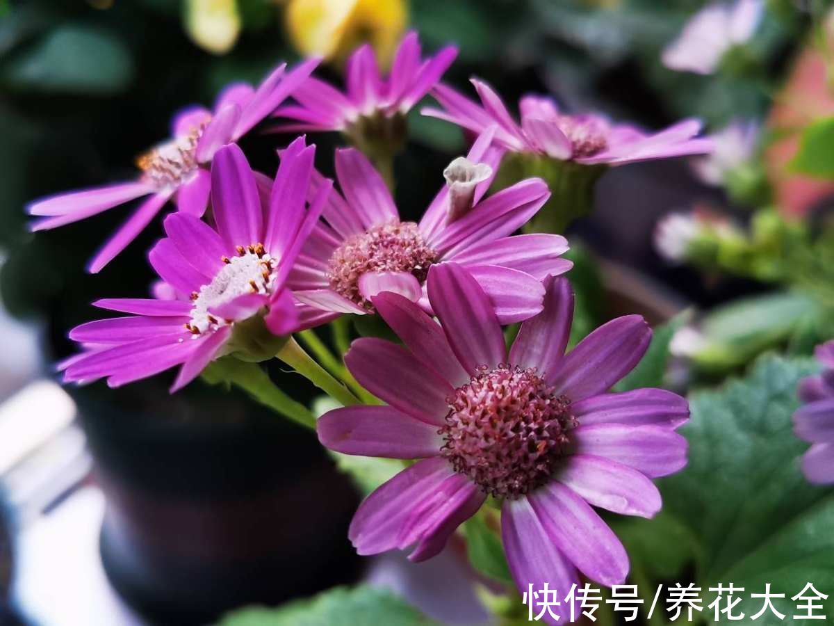 植物|养花浇水有“6方法、7禁忌”，赶紧看看