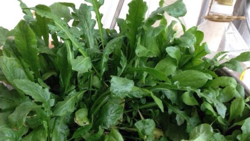 养花不如种菜,一把种子撒土里,10天就能吃,一年不用买菜!