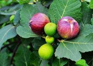  美容|女性过了30岁，可以多吃的食物，减肥瘦身，润肤美容，调经活血