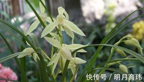 花美极|想要兰花叶子绿, 用这种水来浇, 养出的花美极了