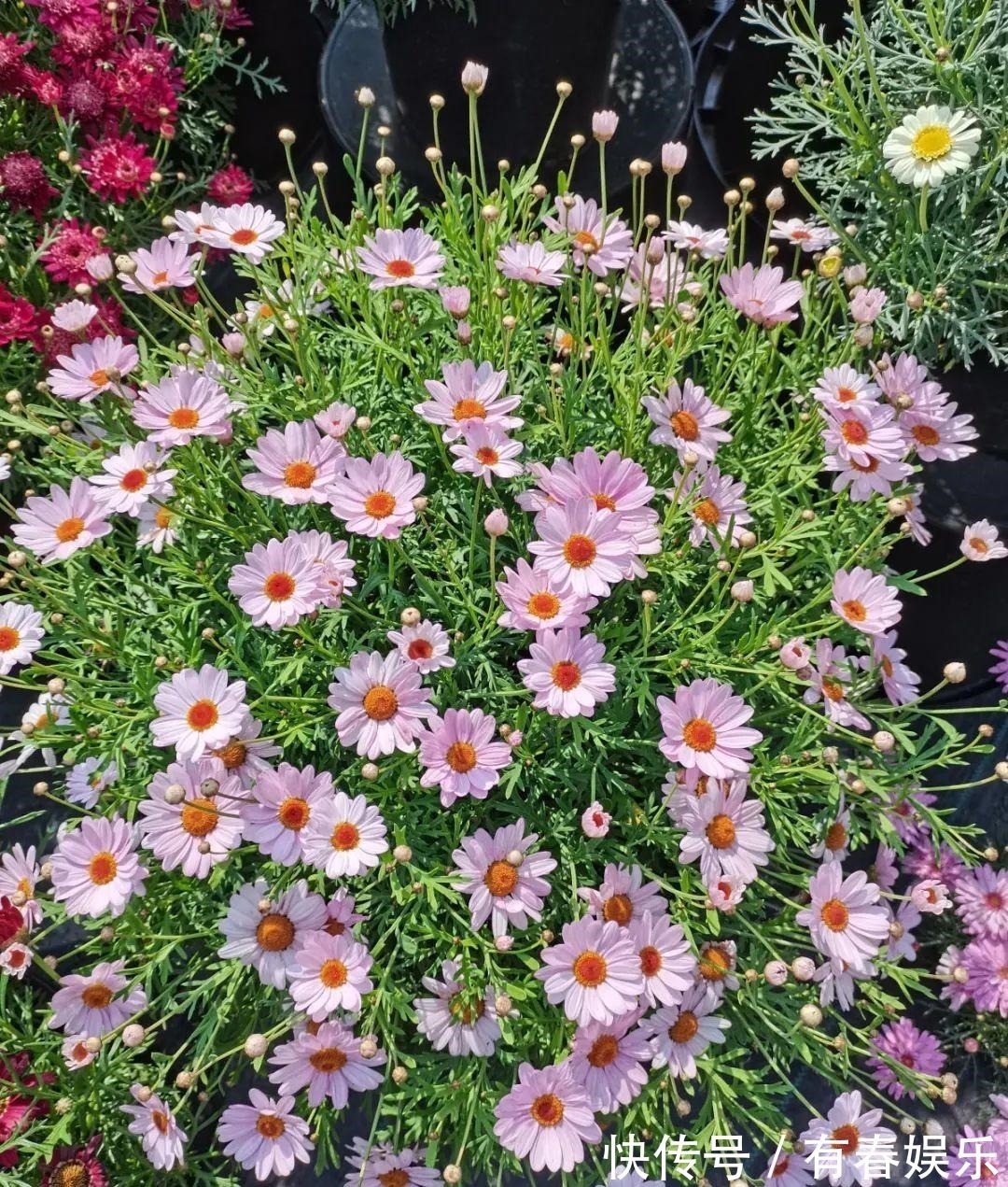 玛格丽特|现在养花要重剪,剃光头,撸光叶,越狠越爆盆