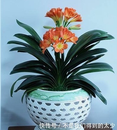家里的君子兰一浇水就烂根掌握这点浇水技巧,只长花不烂根!