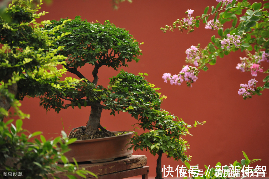 矮化剂|树木盆景是怎么矮化的？8个方法助你的盆景成为“活着的艺术”