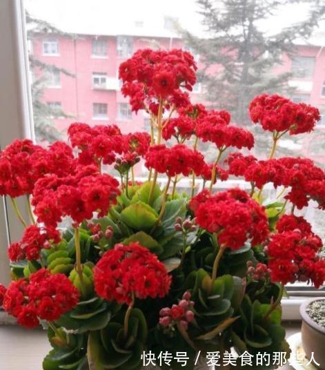 爆花|有个小阳台,定要养棵“红宝石”,满枝红花真喜庆,多季节有花赏
