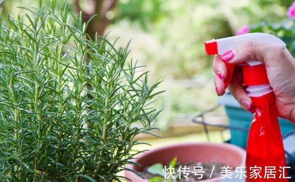 温度低，18种花要“干养”，浇水多很容易冻伤，难养活