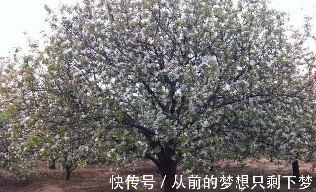 八棱海棠是美化风景的首选观赏树,有极高的观赏价值