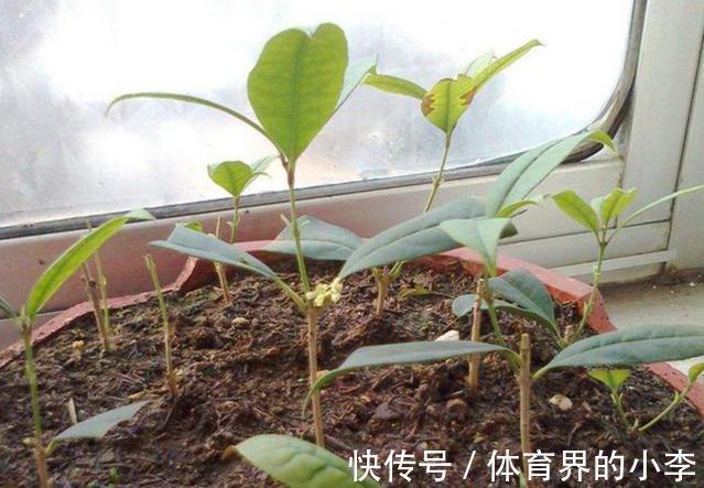 这2种花你确定不养吗,随便都能扦插繁殖,越养越多还能卖