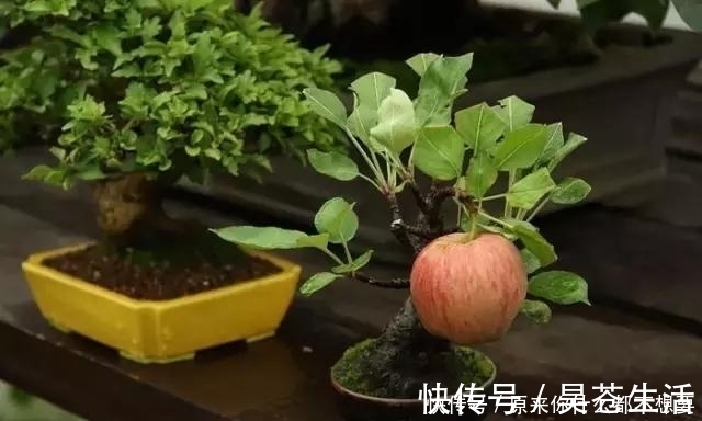 盆栽|世界上又一奢侈品《盆栽》一盆就是一座房子！