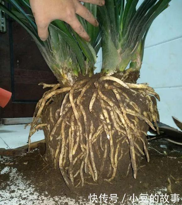 户外挖“2种土”养花,君子兰长得像“大白菜”,茉莉花“爆盆”