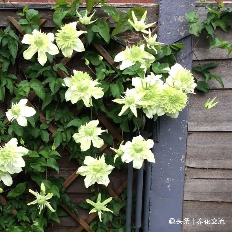 耐寒|13种耐寒的盆栽花卉,零下20多度可存活,大部分南方也能种