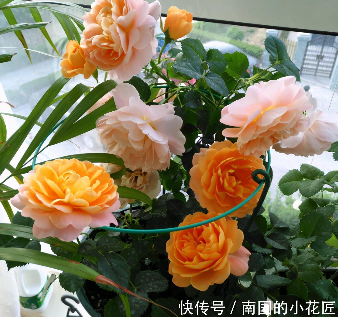 爆盆|把果汁阳台从小苗养到爆盆，只要两招，不仅花多颜色也美