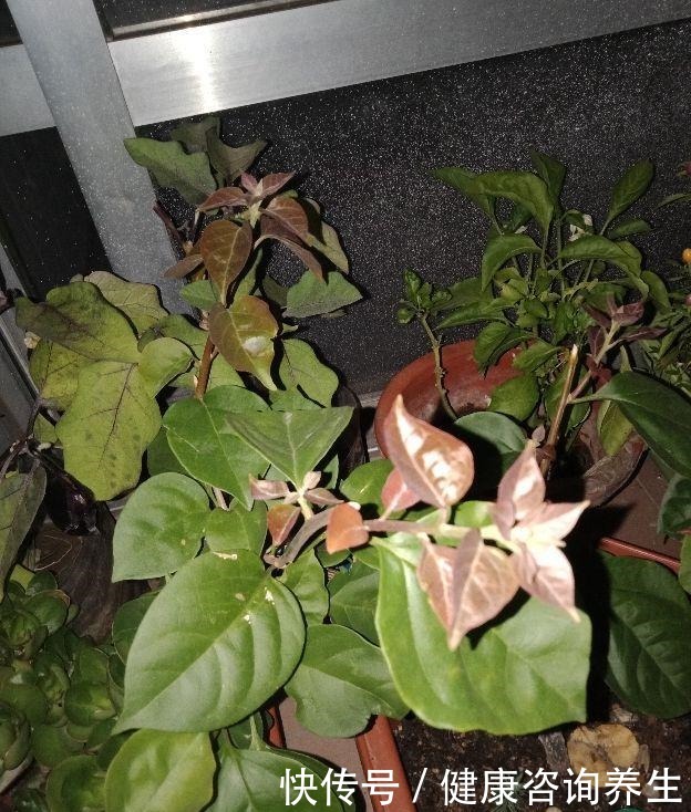 三角梅掉成光杆,一定是这“两点”没注意,现在挽回还有救!