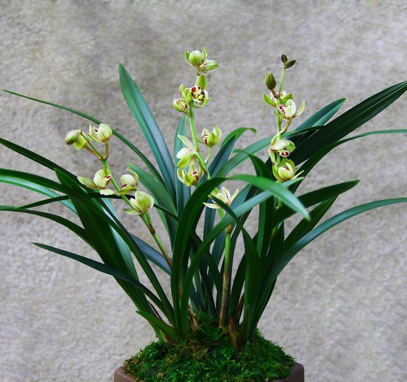 17大吉祥花，客厅有空间一定要养上一盆，好看又好养，养人又旺家