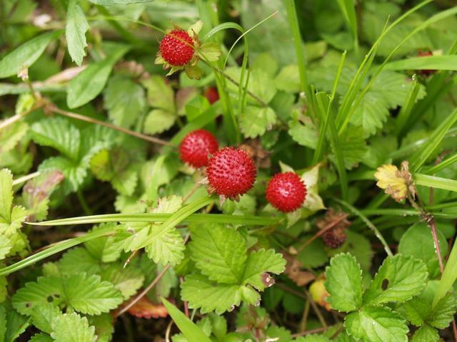 名医别录|这种野果你以为是给蛇吃的?治病也是不错的中药呀