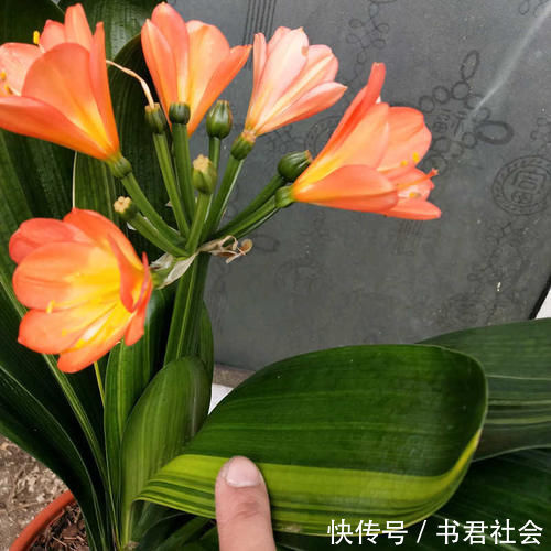 给君子兰吃点它，叶片肥厚，新叶长不停