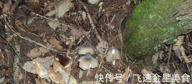 玉米|云南一玉米地长出几十窝鸡纵菌，什么环境适合鸡纵菌的生长呢！