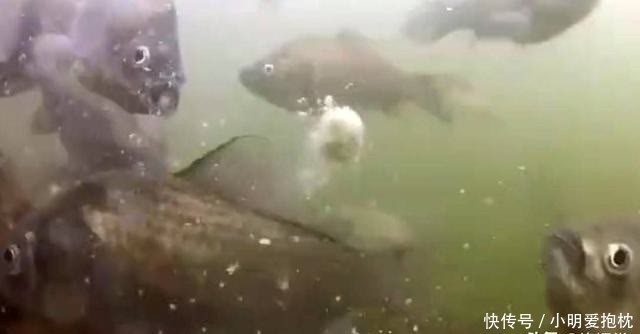 暖春为啥鱼难钓?钓鱼高手:钩和鱼不在一个水层,看懂的偷着乐吧