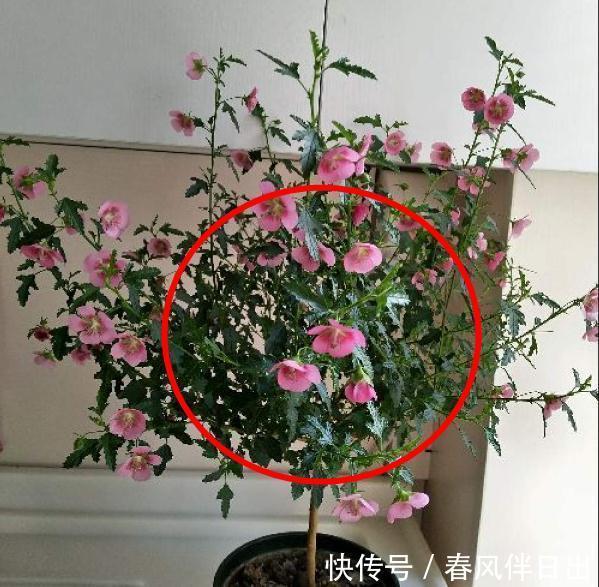施肥|8种花赶紧剃头，剃得越狠，开花越多