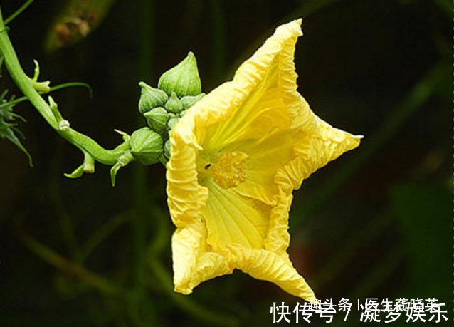 丝瓜|丝瓜叶不要扔掉,城里人大价钱买不到!只因有这三个特殊功效