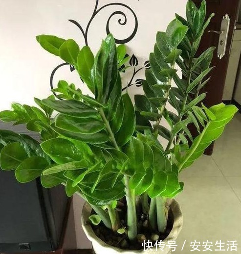 家中养这“4种花卉”，自带“财气”，有钱人养家里都养一盆