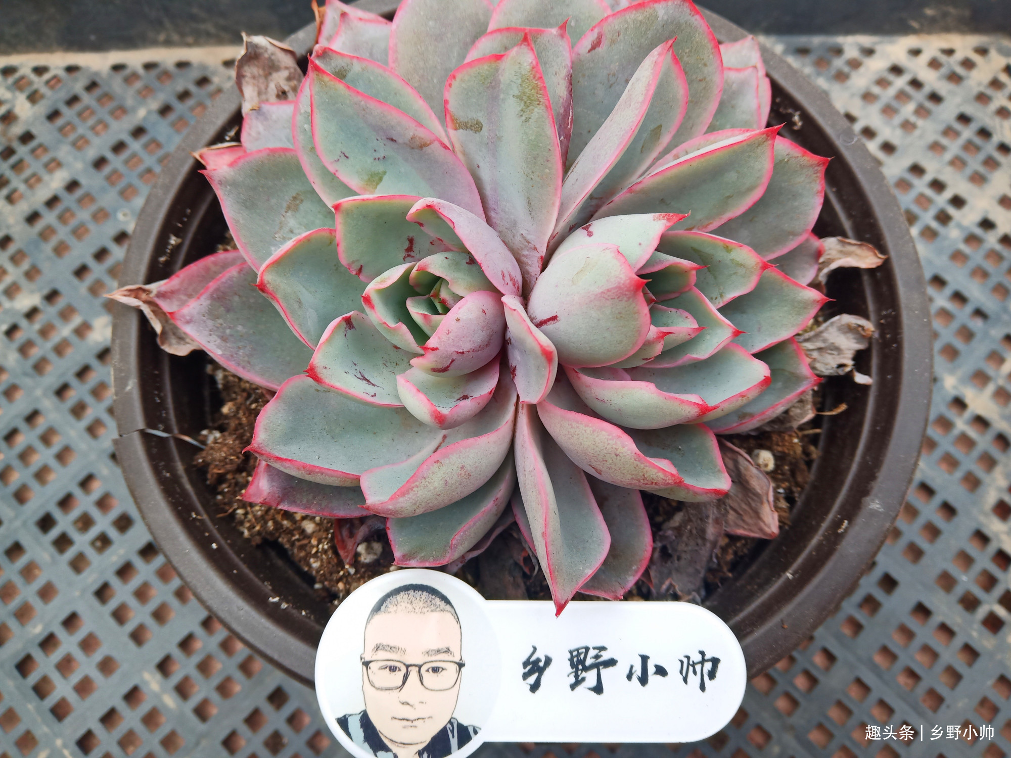 长大|想要多肉长大，注意不要做这几点，肉肉不仅大状态也美