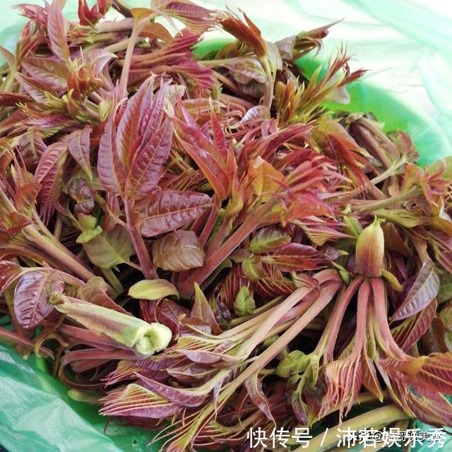 买香椿时,聪明人看见这5种香椿扭头就走,菜贩:我自己都不吃