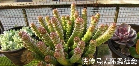 多肉|4种多肉，适合新手养，丢土里就能活，独苗一年长一群