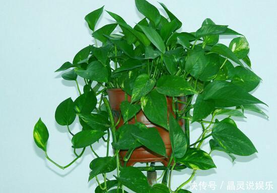 冬天关门关窗，室内空气太差了，养几盆这个花，空气清新不生病