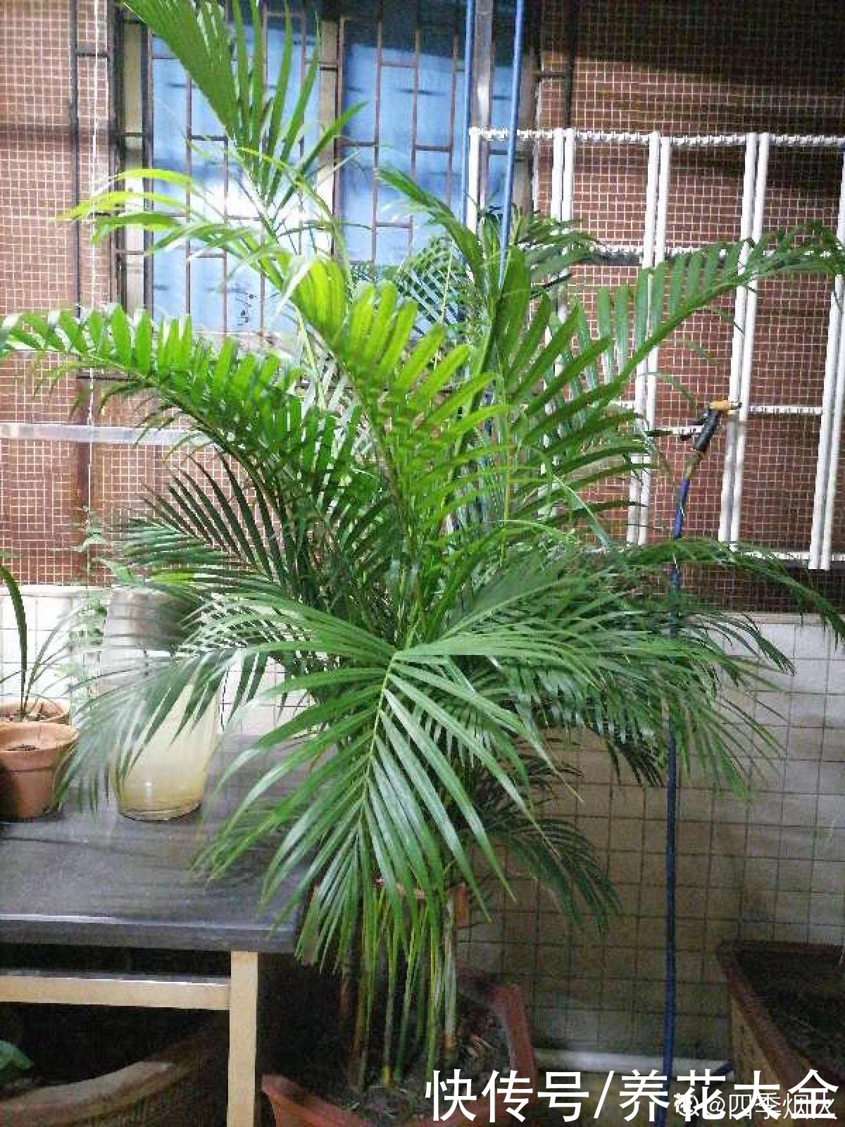 夏天|失眠多梦真头疼，养这3种花，带你安心入眠没烦恼