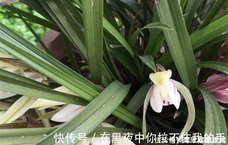 菇凉|兰花爱喝这种“催花水”，什么淘米水、过期药都不如它，简单实用