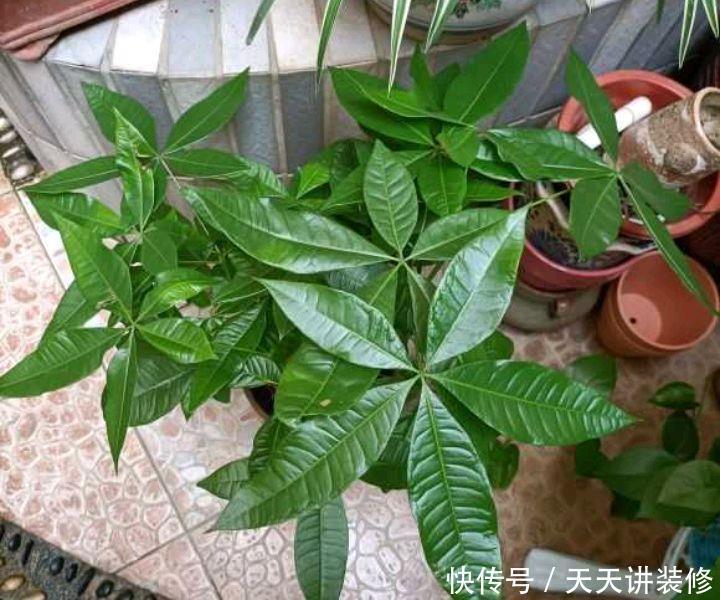 怎样养好发财树盆栽?注意3个小问题,年年翠绿鲜活,叶子多