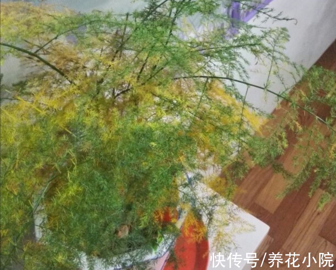 文竹叶子发黄，多是3个方面没做对，该如何解决呢？