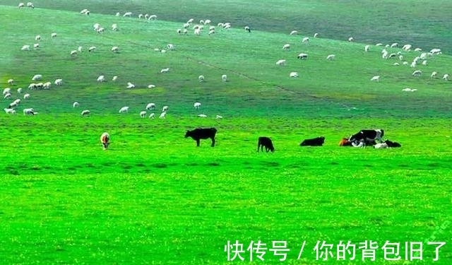 草原|内蒙古大草原环境优渥，为何没有老虎生活？